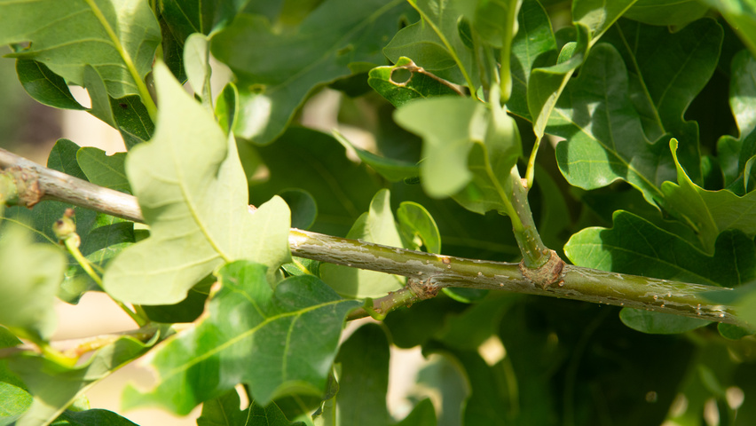 Quercus x bimundorum CRIMSON SPIRE twigs