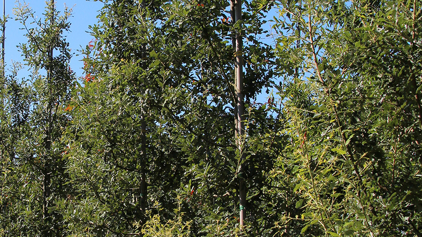 Quercus x hispanica 'Diversifolia' beveerd