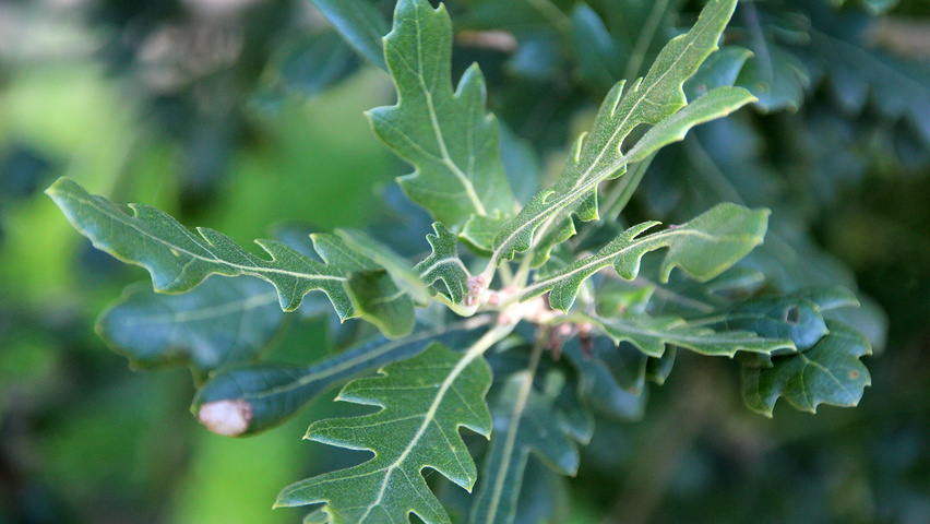 Quercus x hispanica 'Diversifolia' blad