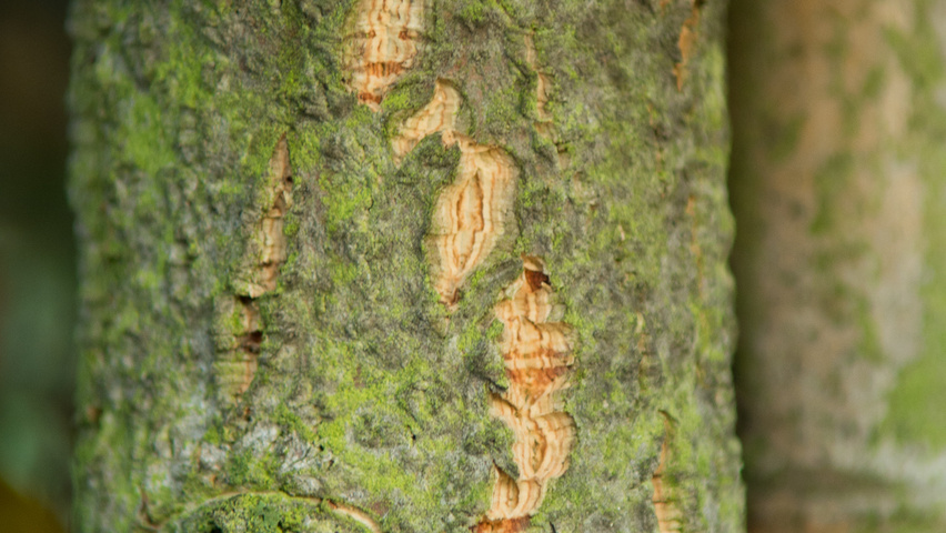Quercus x hispanica 'Fulhamensis' bark