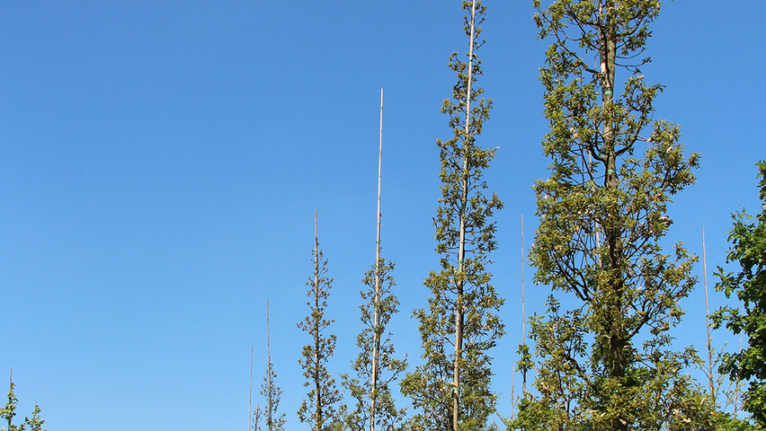 Quercus x hispanica 'Fulhamensis' feathered
