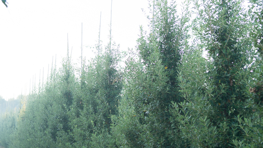 Quercus x hispanica 'Fulhamensis' feathered