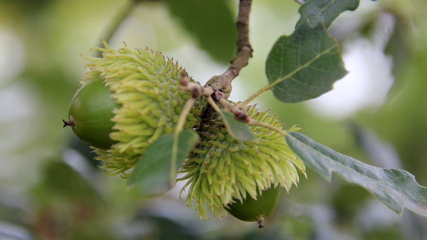 Quercus x hispanica 'Fulhamensis' fruits