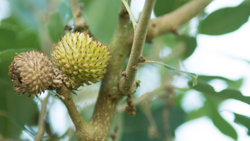 Quercus x hispanica 'Fulhamensis' fruits