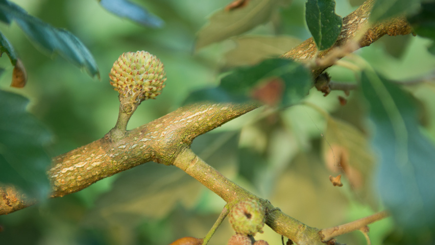 Quercus x hispanica 'Fulhamensis' twigs