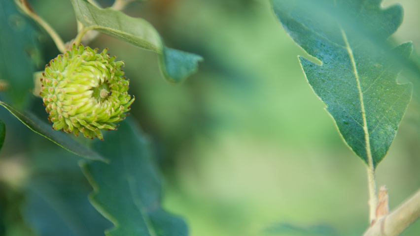 Quercus x hispanica 'Fulhamensis' fruits