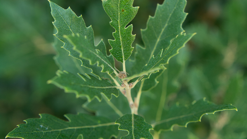 Quercus x hispanica 'Fulhamensis' leaves