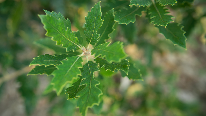Quercus x hispanica 'Fulhamensis' leaves