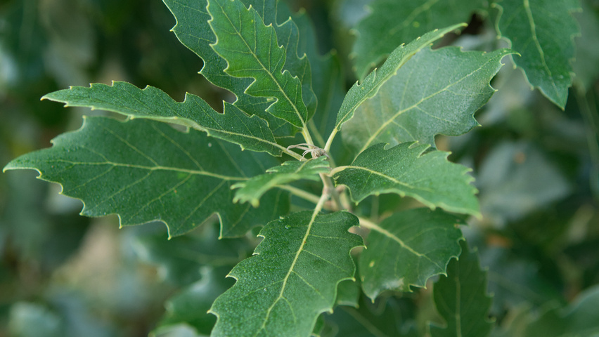 Quercus x hispanica 'Fulhamensis' leaves