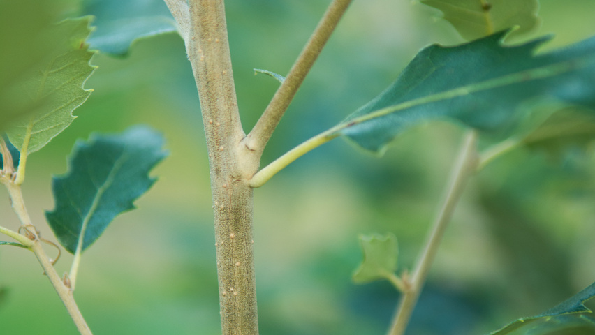 Quercus x hispanica 'Fulhamensis' twigs