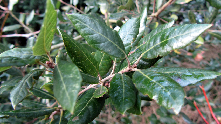 Quercus x hispanica Blatt