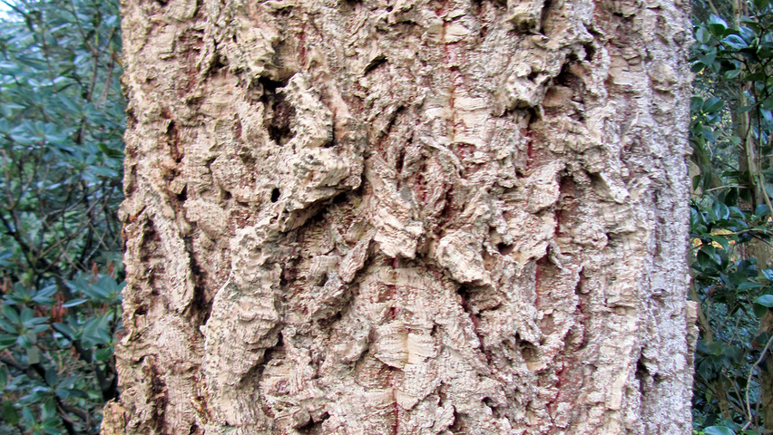 Quercus x hispanica 'Lucombeana' bast