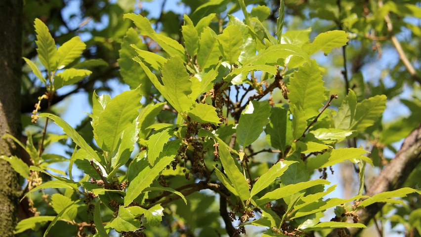 Quercus x hispanica 'Lucombeana' blad