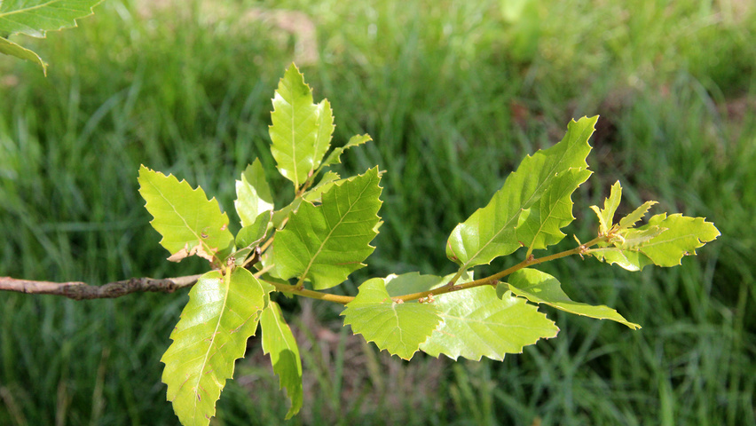 Quercus x hispanica 'Lucombeana' blad