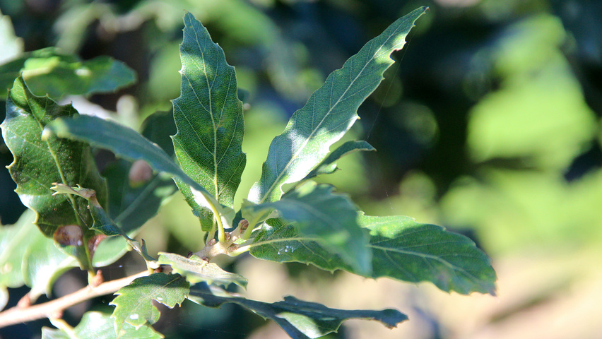 Quercus x hispanica 'Lucombeana' blad