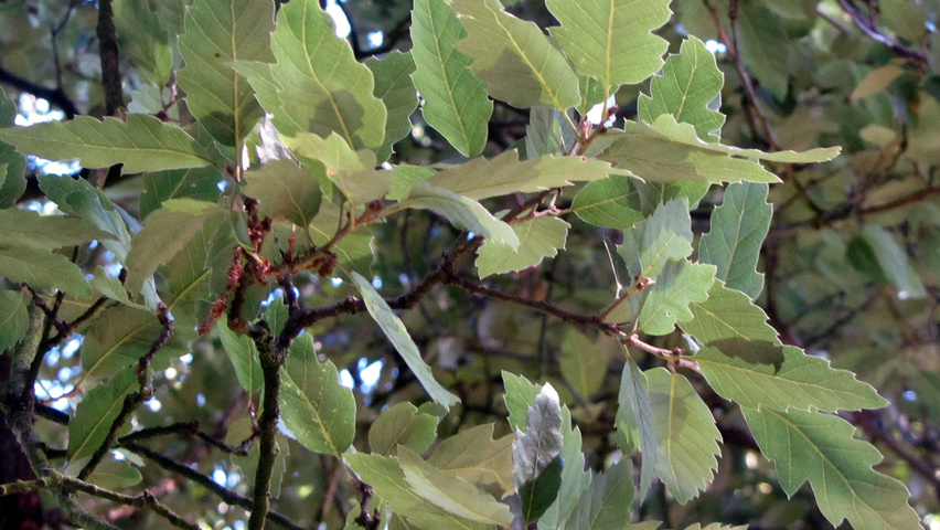 Quercus x hispanica 'Lucombeana' blad