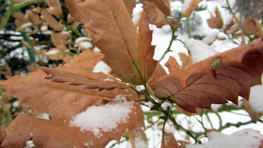Quercus x hispanica 'Wageningen' autumn leaves