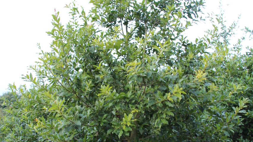 Quercus x hispanica 'Wageningen' characteristic