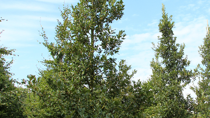 Quercus x hispanica 'Wageningen' feathered