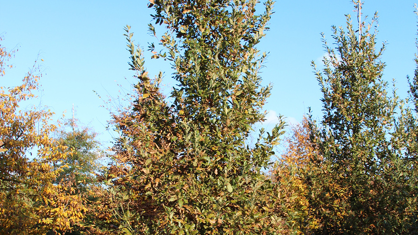 Quercus x hispanica 'Wageningen' feathered