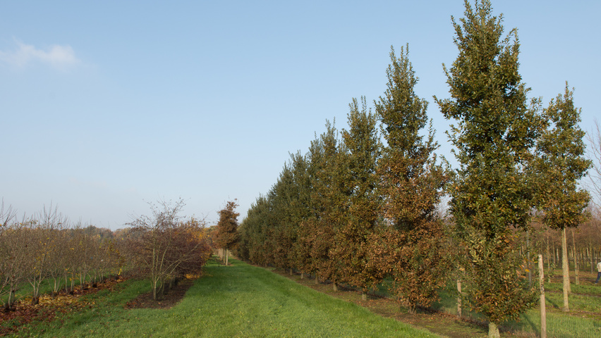Quercus x hispanica 'Wageningen' feathered