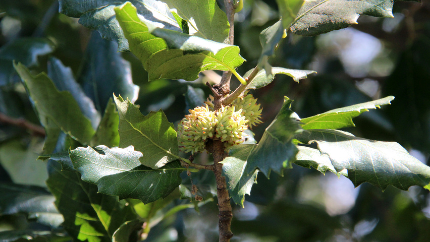 Quercus x hispanica 'Wageningen' fruits