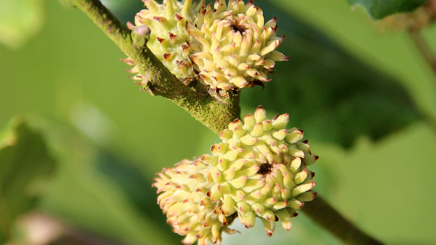 Quercus x hispanica 'Wageningen' fruits