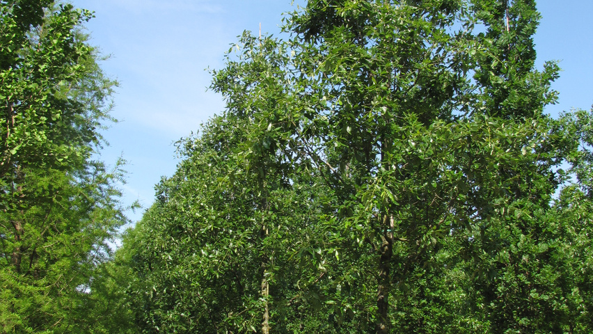 Quercus x hispanica 'Wageningen' standard tree