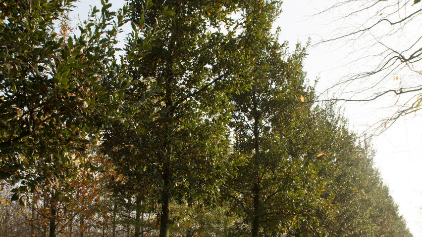 Quercus x hispanica 'Wageningen' standard tree