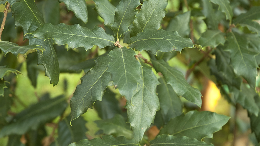 Quercus x hispanica 'Wageningen' leaves