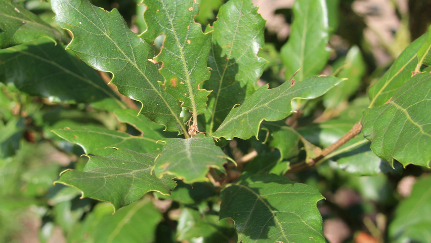 Quercus x hispanica 'Wageningen' leaves