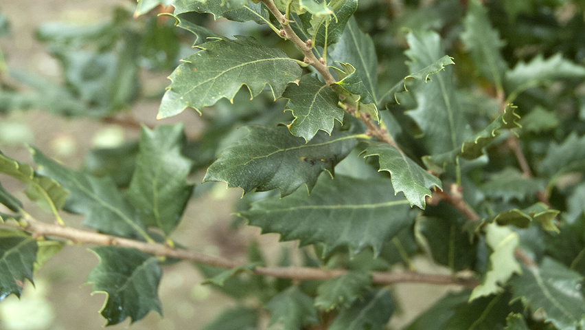 Quercus x hispanica 'Wageningen' leaves