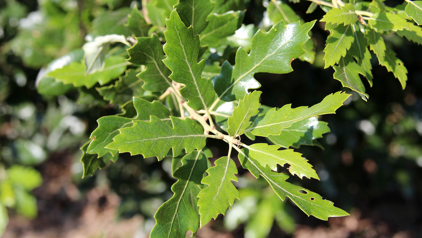 Quercus x kewensis Feuilles