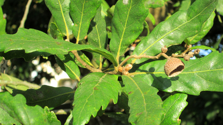 Quercus x turneri Blatt