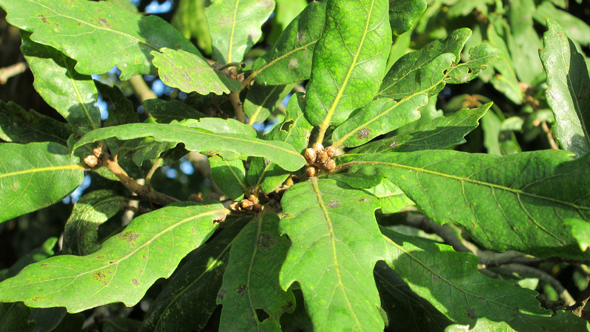 Quercus x turneri Blatt