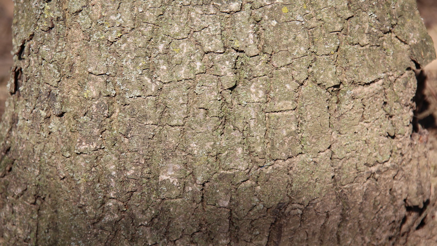 Quercus x turneri 'Pseudoturneri' bast