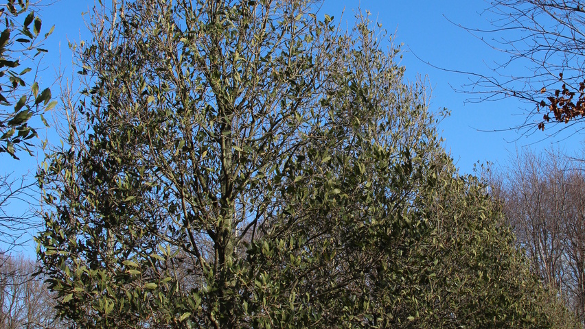 Quercus x turneri 'Pseudoturneri' beveerd