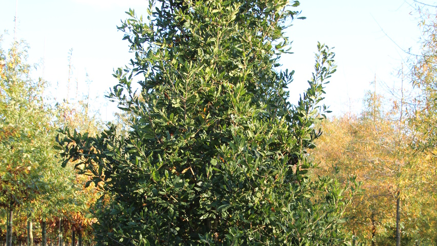 Quercus x turneri 'Pseudoturneri' beveerd
