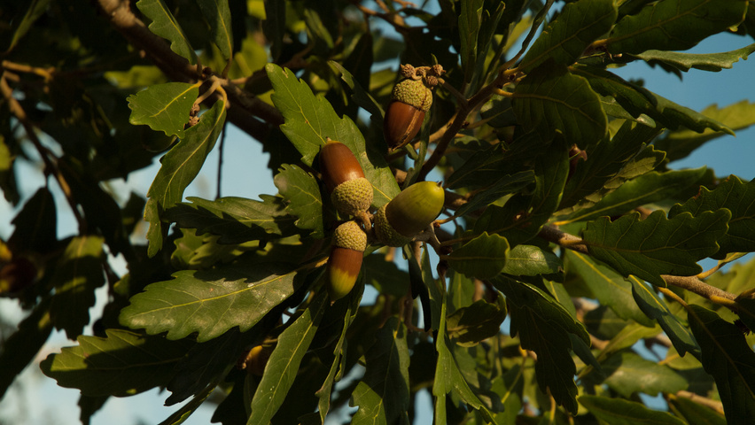 Quercus x turneri 'Pseudoturneri' vrucht