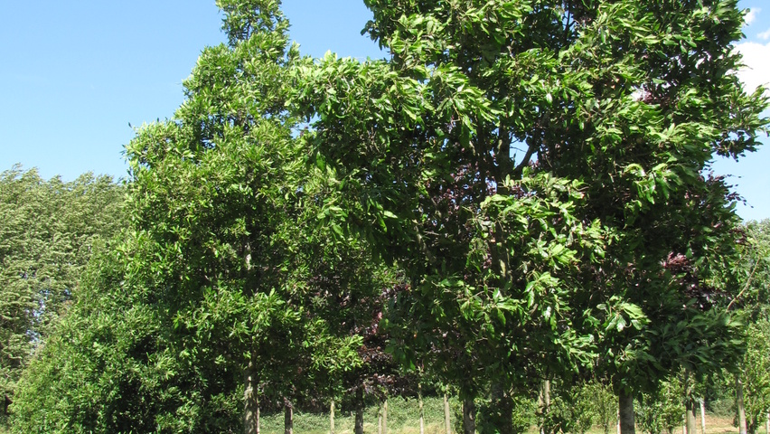 Quercus x turneri 'Pseudoturneri' hoogstam