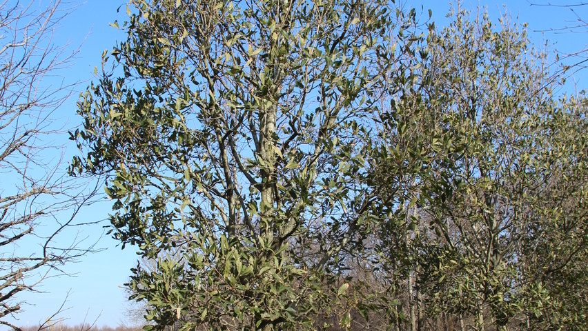 Quercus x turneri 'Pseudoturneri' hoogstam