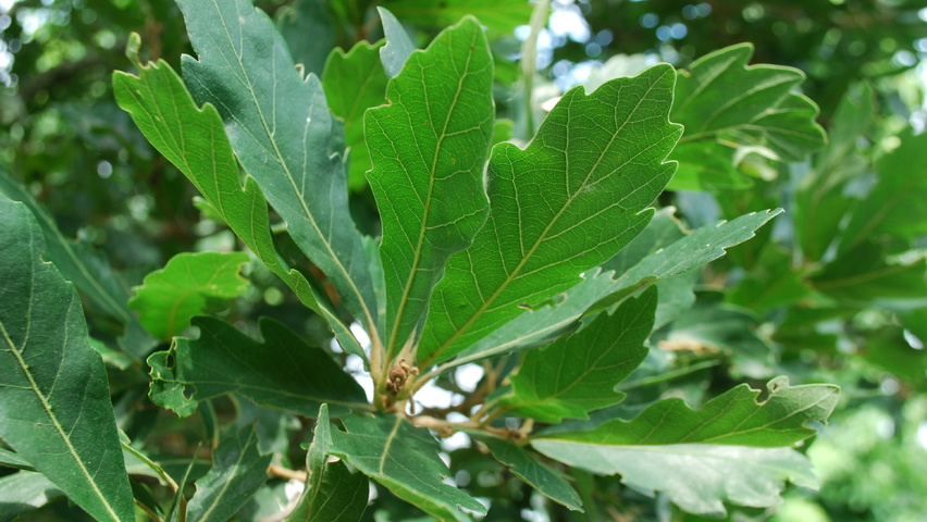 Quercus x turneri 'Pseudoturneri' blad