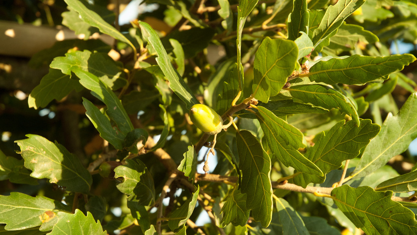 Quercus x turneri 'Pseudoturneri' blad