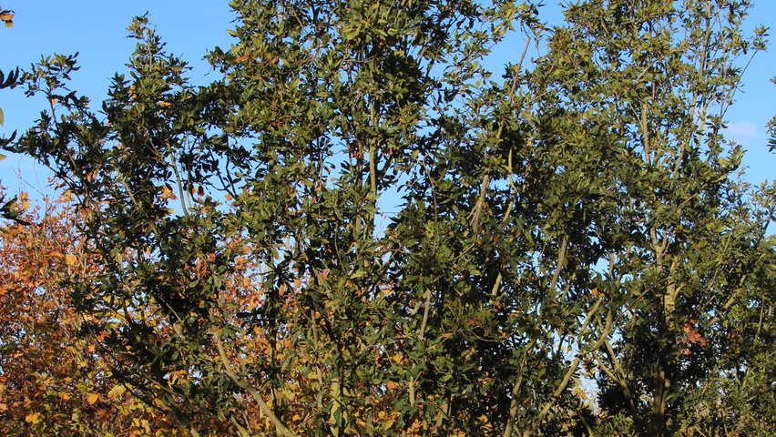 Quercus x turneri 'Pseudoturneri' meerstammig