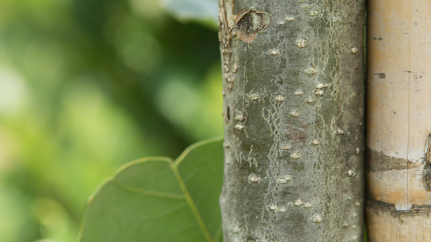 Quercus × warei REGAL PRINCE кора