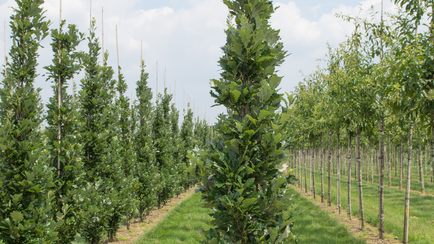 Quercus × warei REGAL PRINCE Деревья с центральным стволом и ветвями от земли