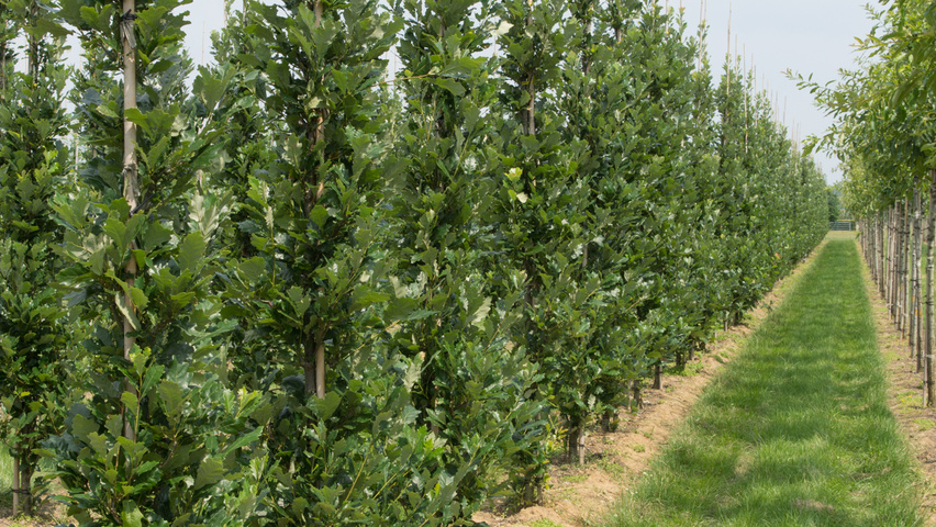 Quercus × warei REGAL PRINCE Деревья с центральным стволом и ветвями от земли