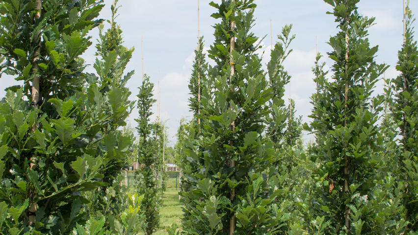 Quercus × warei REGAL PRINCE Деревья с центральным стволом и ветвями от земли