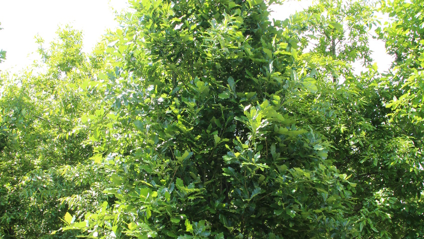 Quercus × warei REGAL PRINCE Деревья с центральным стволом и ветвями от земли