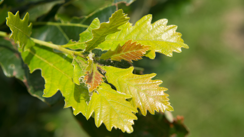 Quercus × warei REGAL PRINCE листья